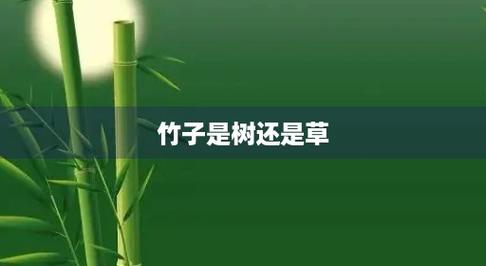 竹子是树吗还是草
