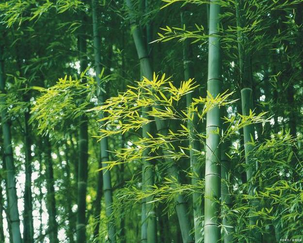 竹子是草本还是木本